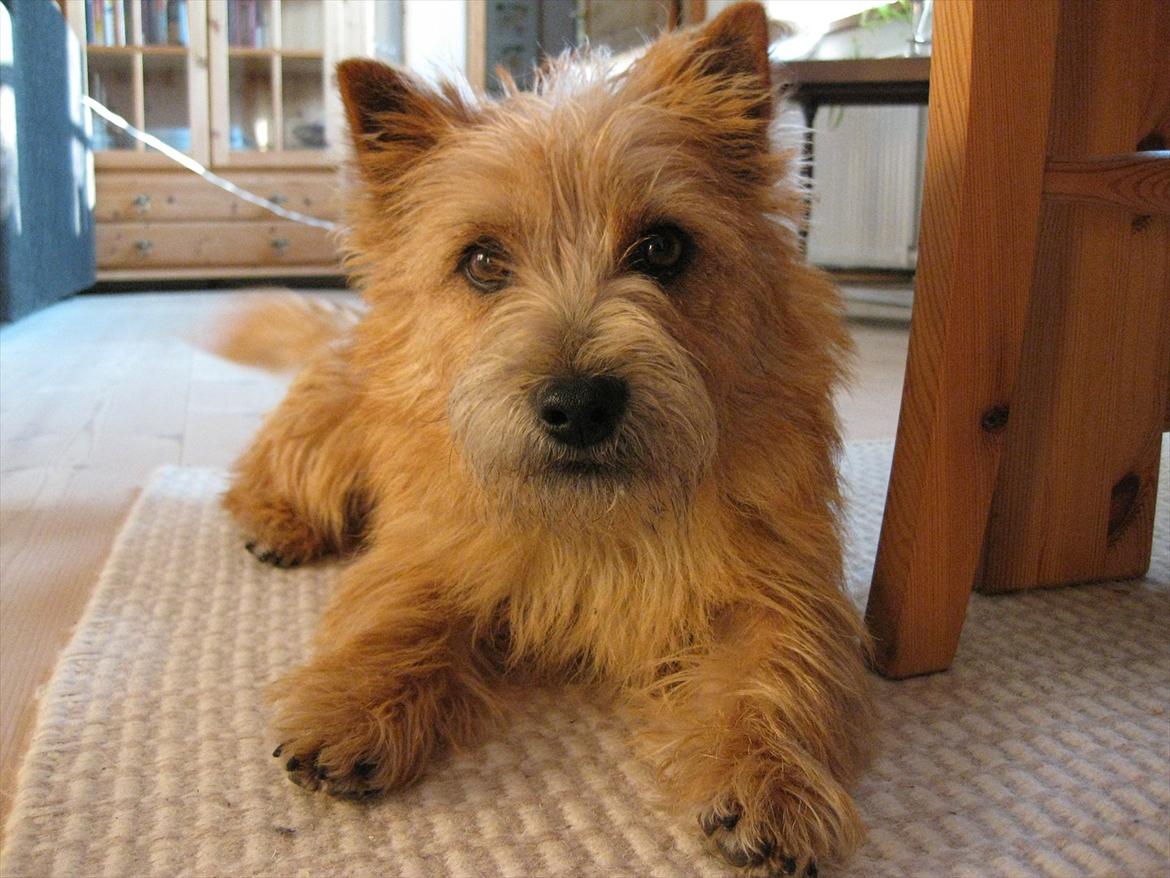 Cairn terrier William billede 1