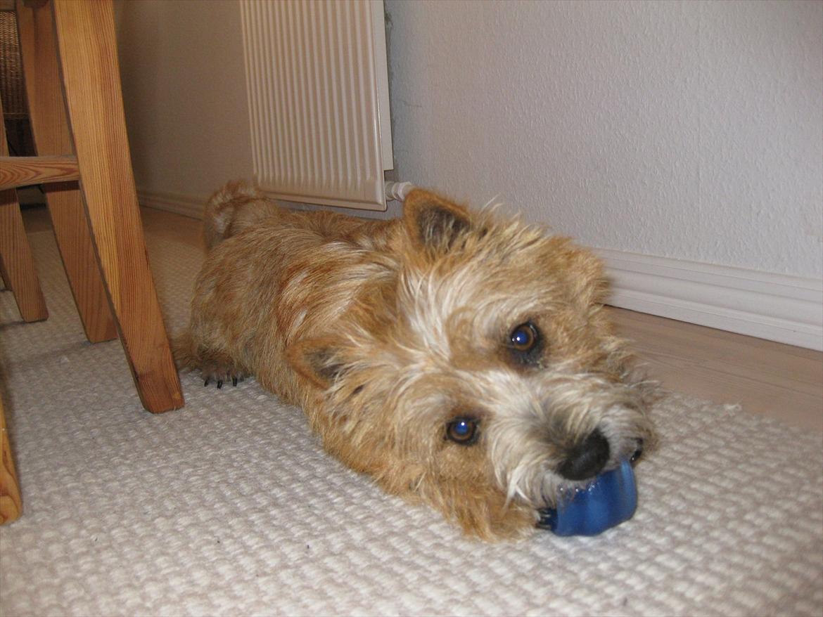 Cairn terrier William billede 3