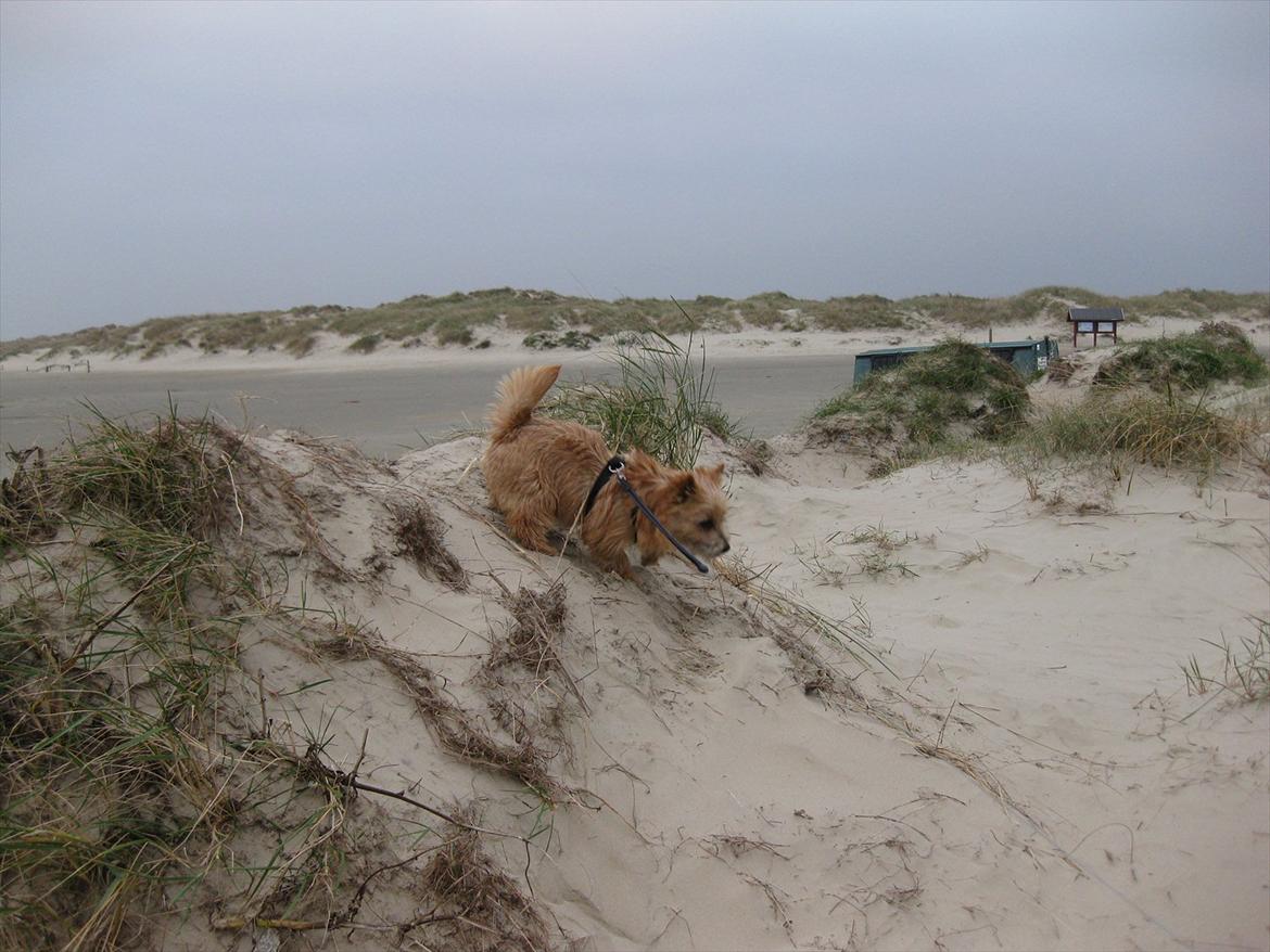 Cairn terrier William billede 5