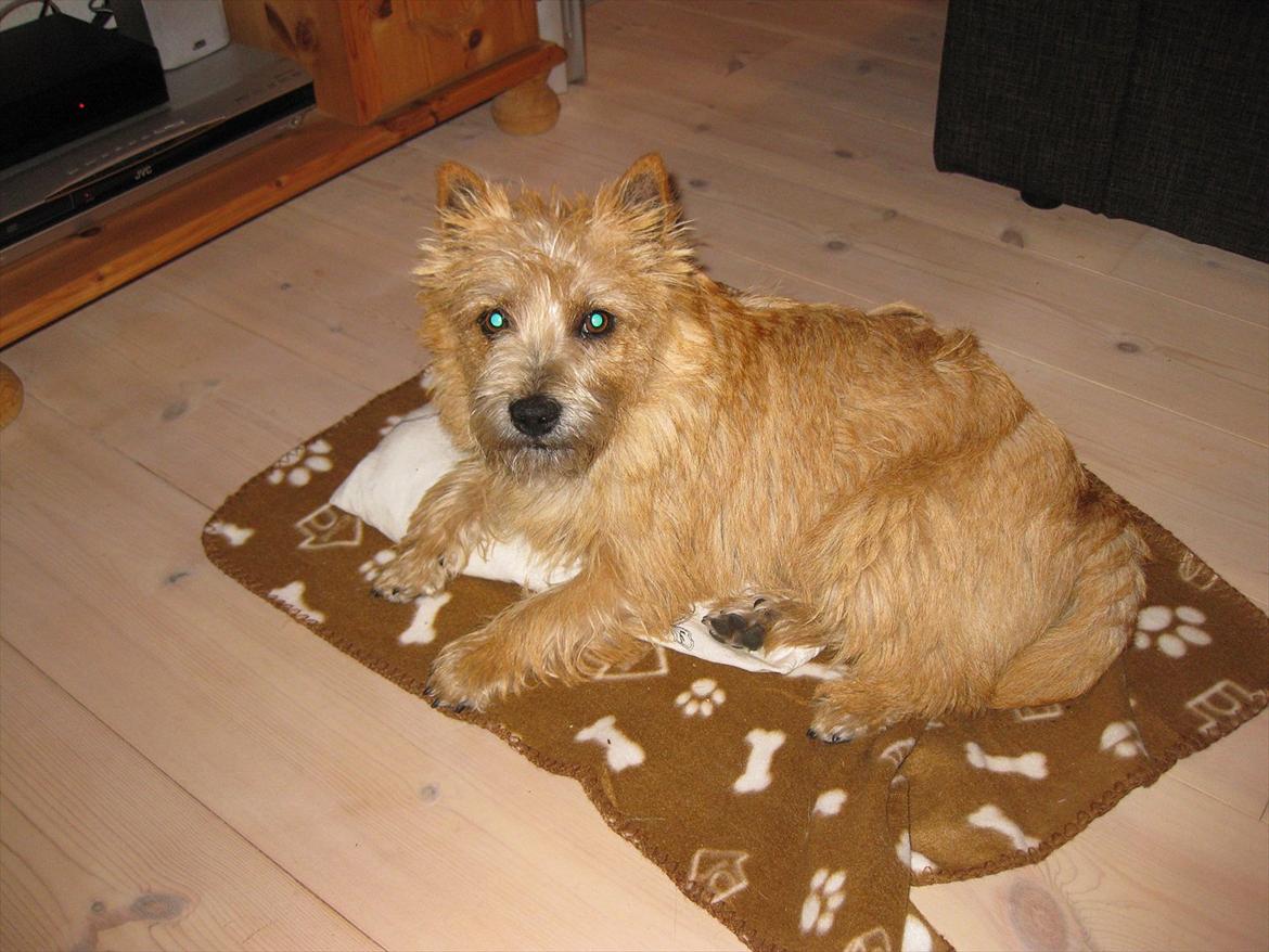 Cairn terrier William billede 4