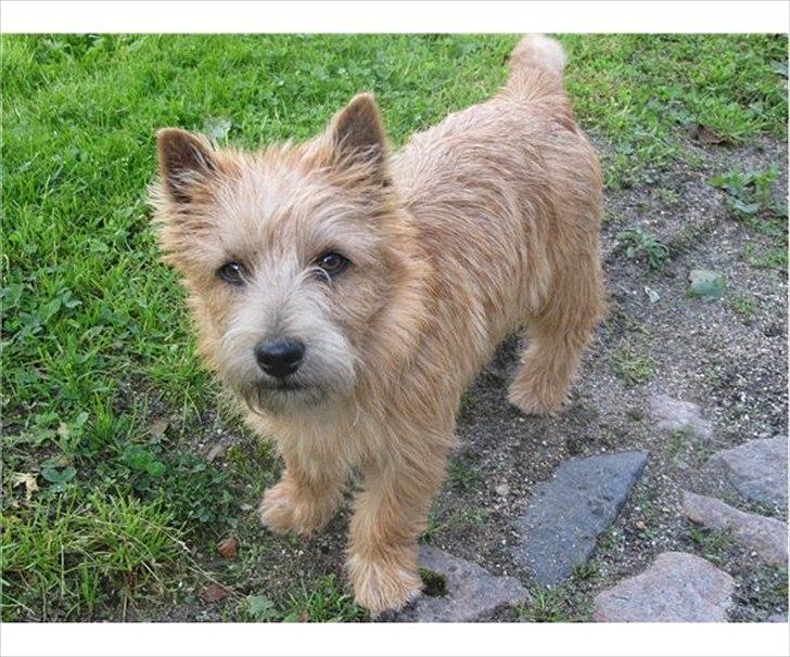 Cairn terrier William billede 2