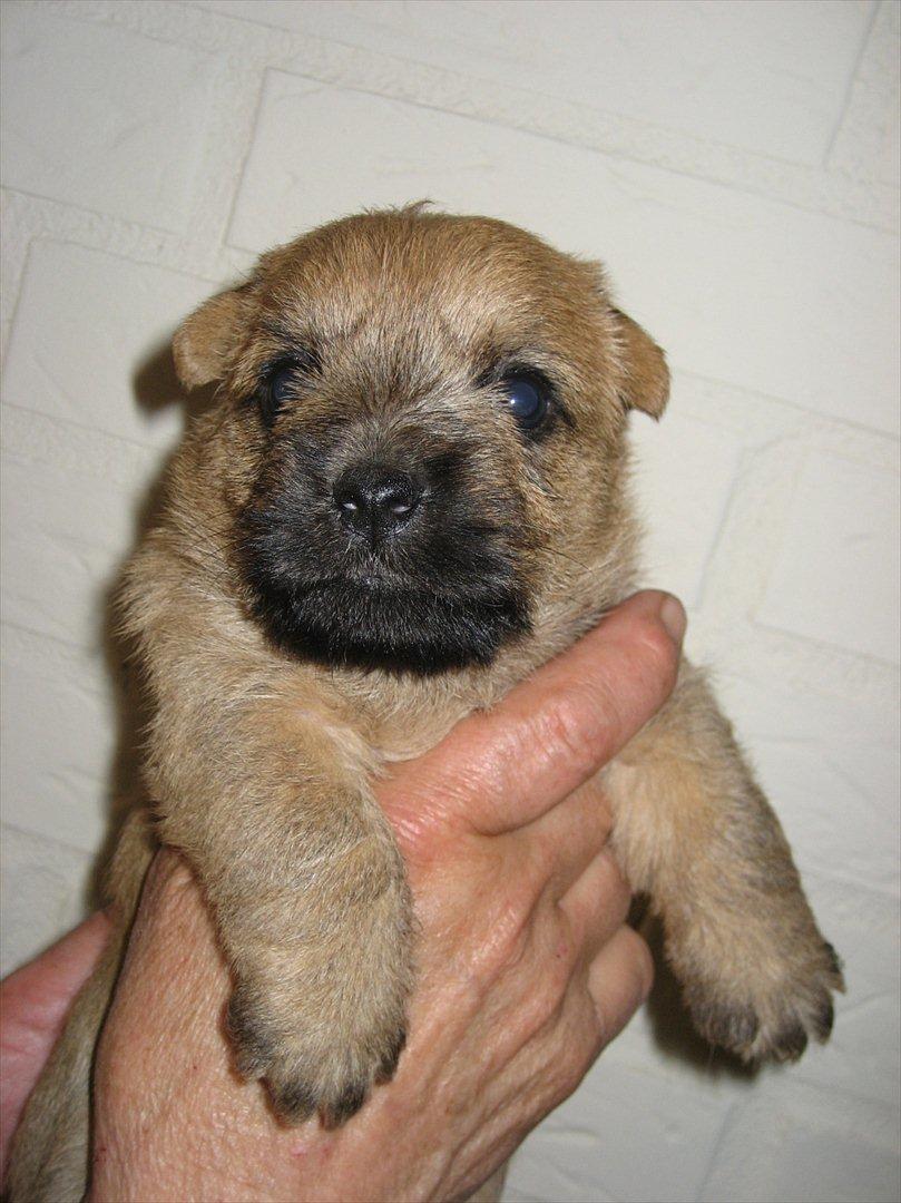 Cairn terrier William billede 6