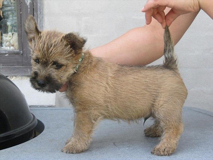 Cairn terrier William billede 7