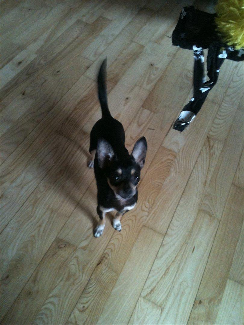 Chihuahua saby billede 2