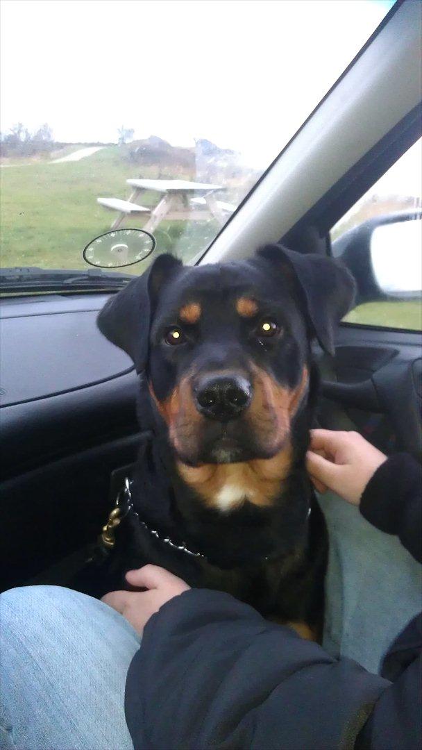 Blanding af racer Tyson *Solgt* "Du vil altid være i mit hjerte" :'( - Taget D. 5 December 2011 billede 14