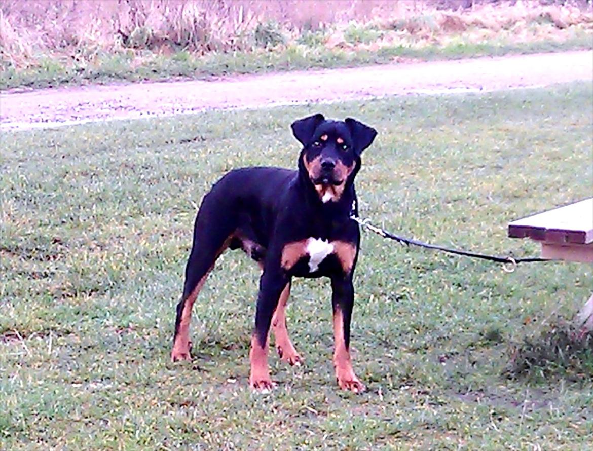 Blanding af racer Tyson *Solgt* "Du vil altid være i mit hjerte" :'( - Taget D. 5 December 2011 billede 15