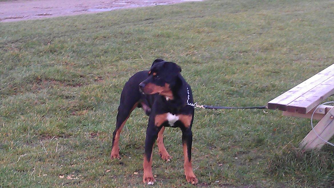 Blanding af racer Tyson *Solgt* "Du vil altid være i mit hjerte" :'( - Taget D. 5 December 2011 billede 16