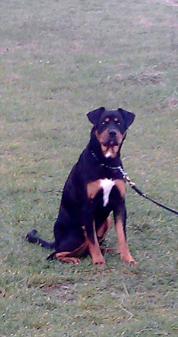 Blanding af racer Tyson *Solgt* "Du vil altid være i mit hjerte" :'( - Taget D. 5 December 2011 billede 17