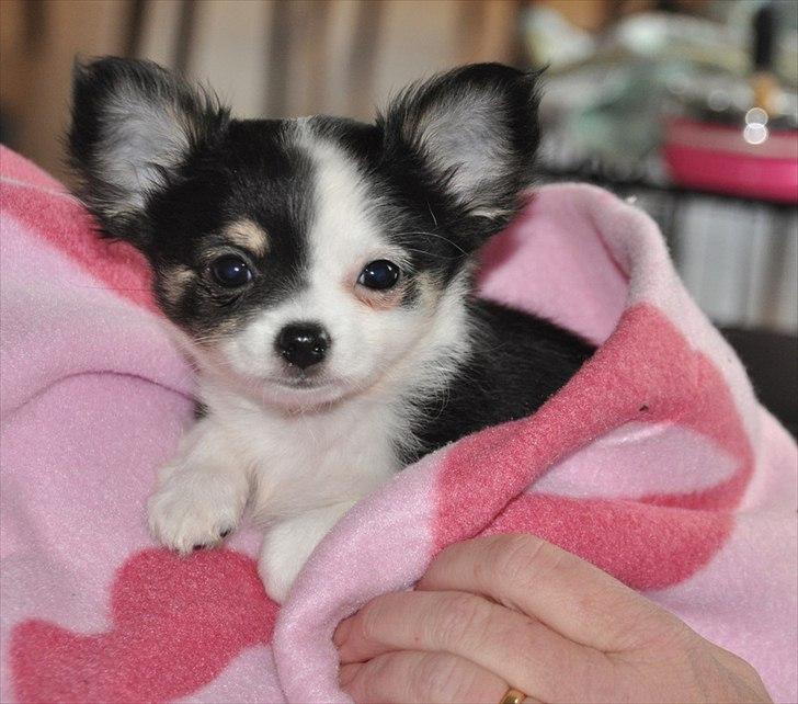 Chihuahua Madam Maggie :i <3 - Det er hårdt at flytte hjemmefra, men så er det godt at man kan putte i et lækkert tæppe <3 billede 8