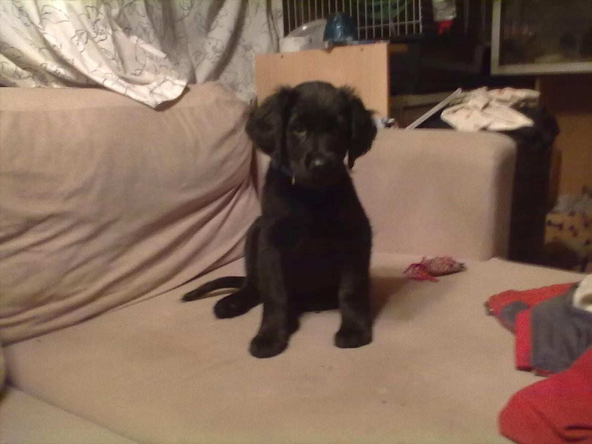 Blanding af racer Hosianna - 10 uger billede 16