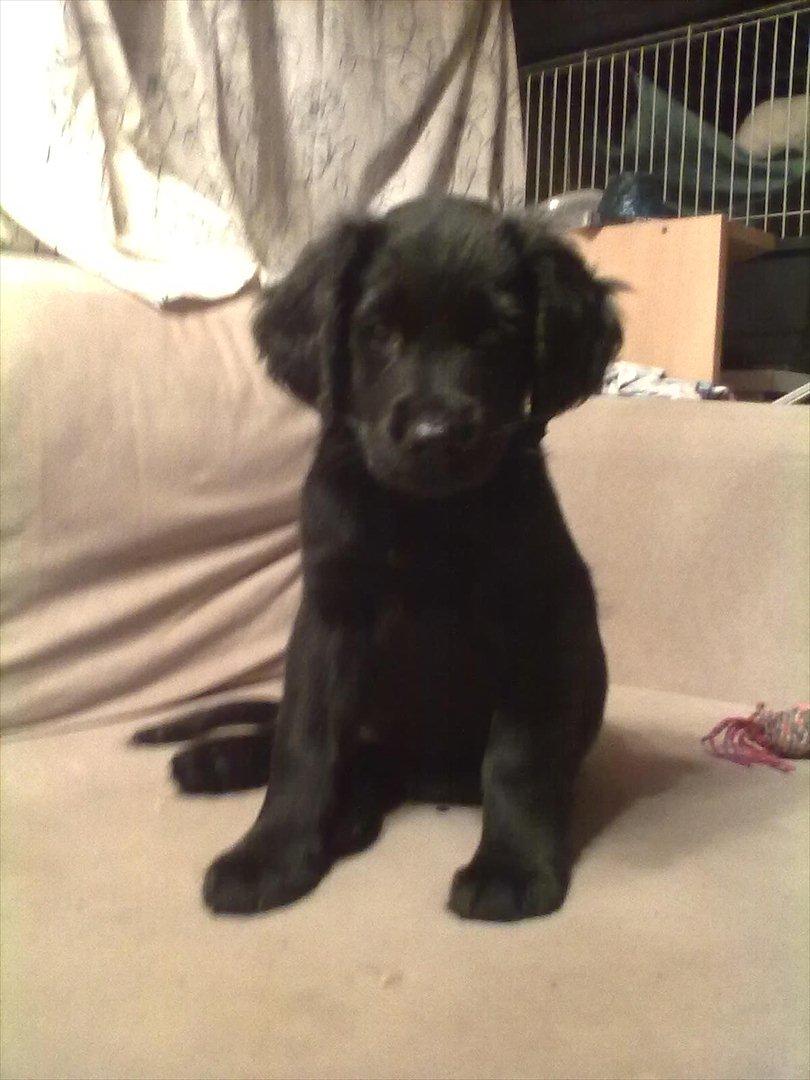 Blanding af racer Hosianna - 10 Uger billede 17