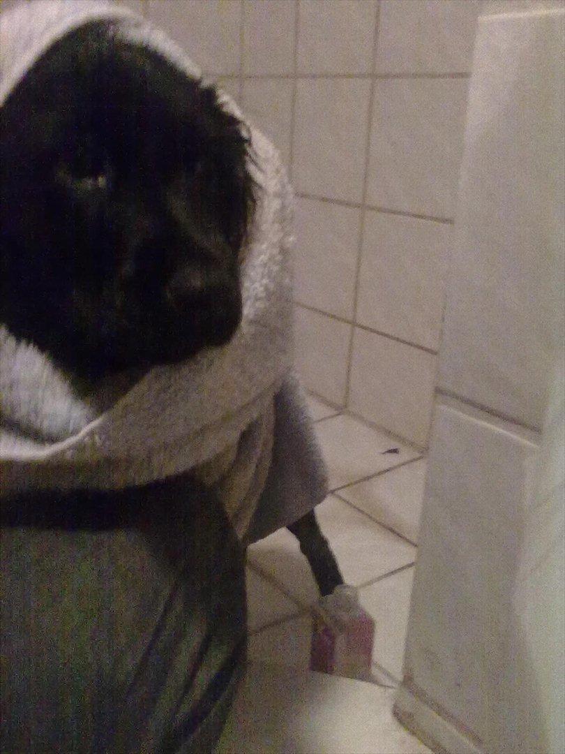 Blanding af racer Hosianna - 11 Uger billede 11