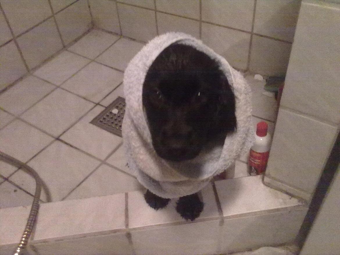 Blanding af racer Hosianna - 11 uger billede 4