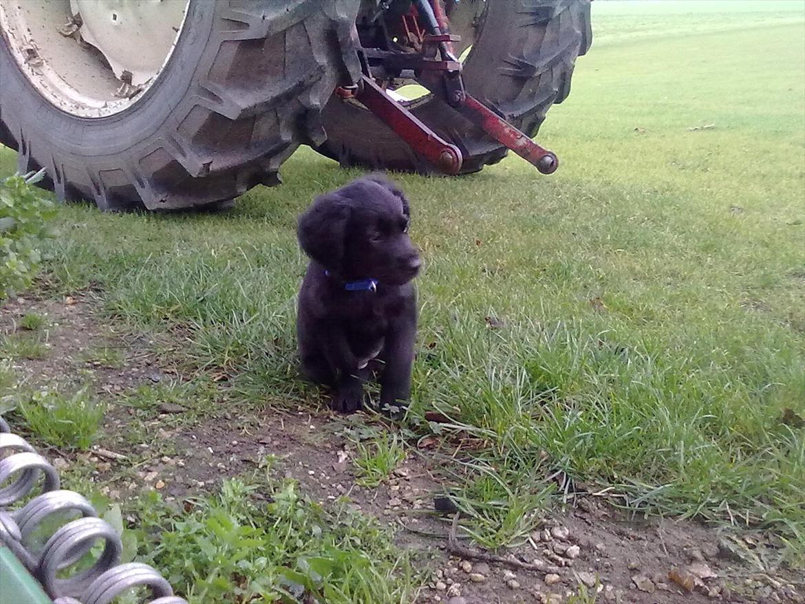 Blanding af racer Hosianna - 9 Uger billede 9