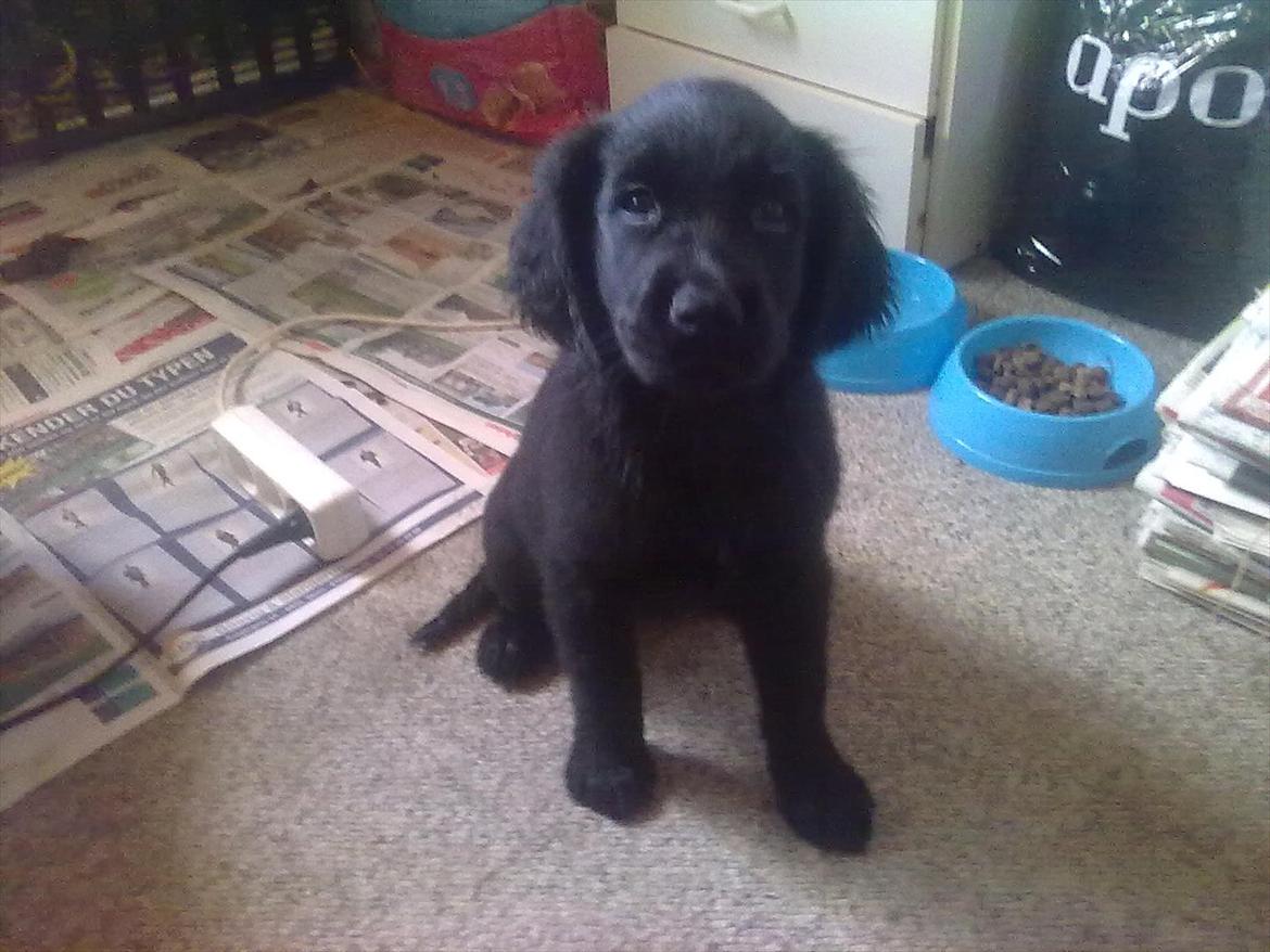 Blanding af racer Hosianna - 10 Uger billede 8