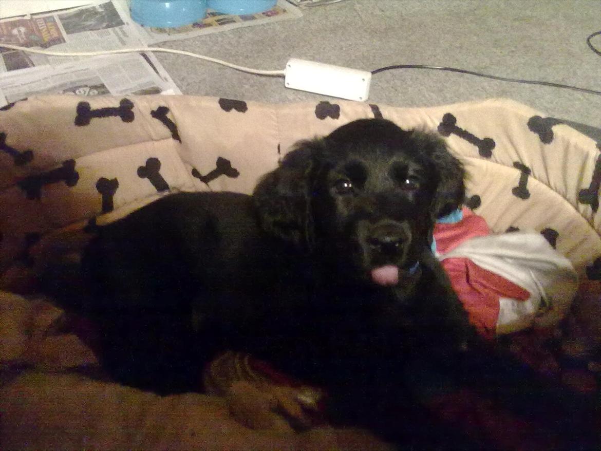 Blanding af racer Hosianna - 10 uger gammel billede 3