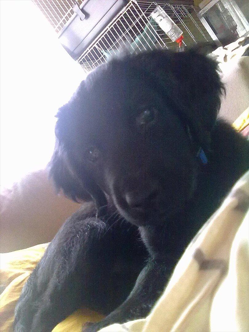 Blanding af racer Hosianna - 10 uger :) billede 15