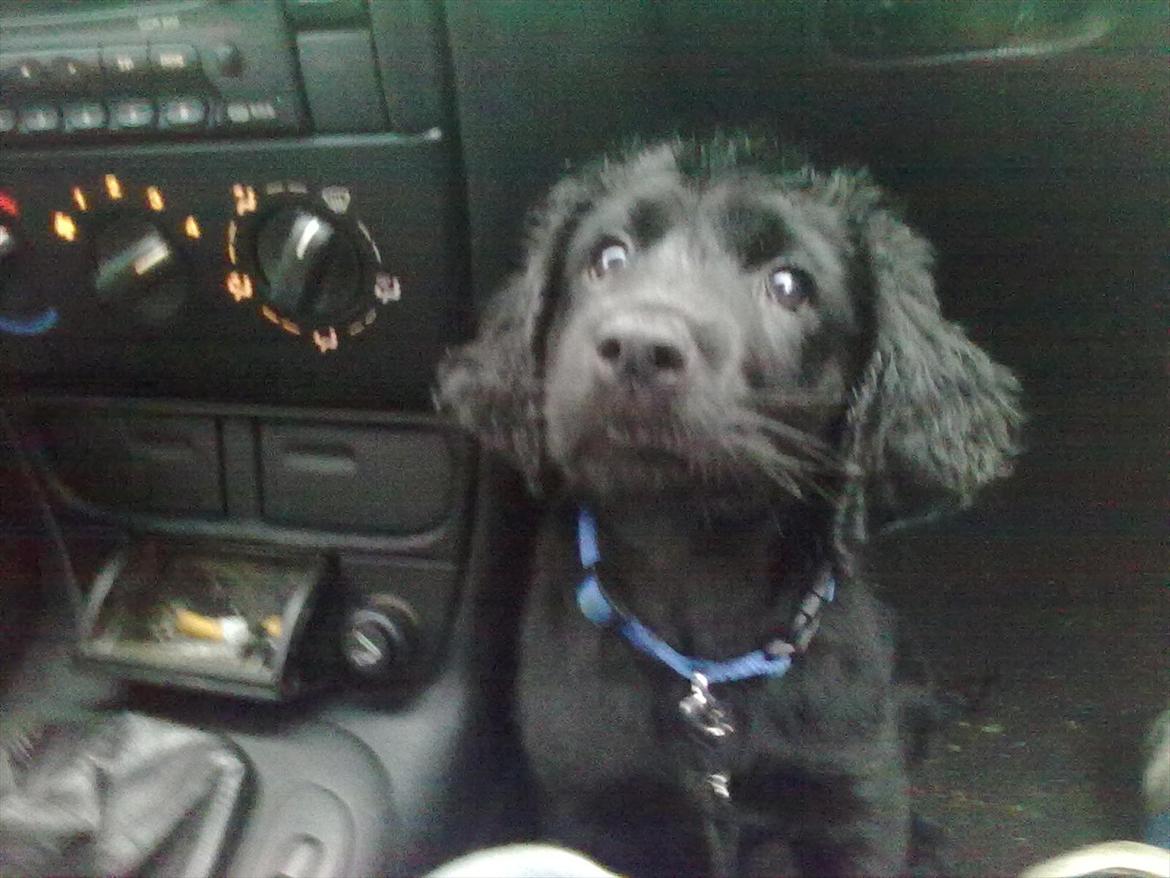 Blanding af racer Hosianna - 11 Uger billede 1