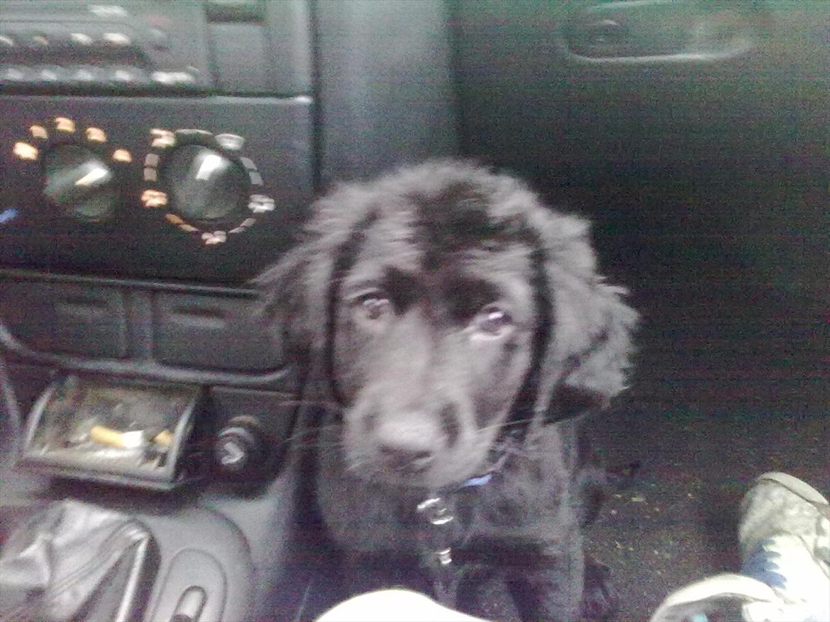 Blanding af racer Hosianna - 11 uger :) billede 18