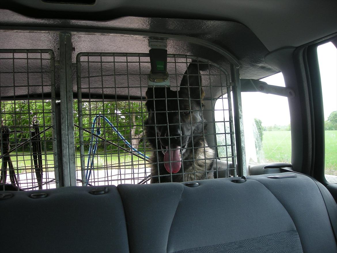 Schæferhund Hector - Klar til afgang i patruljevognen billede 18