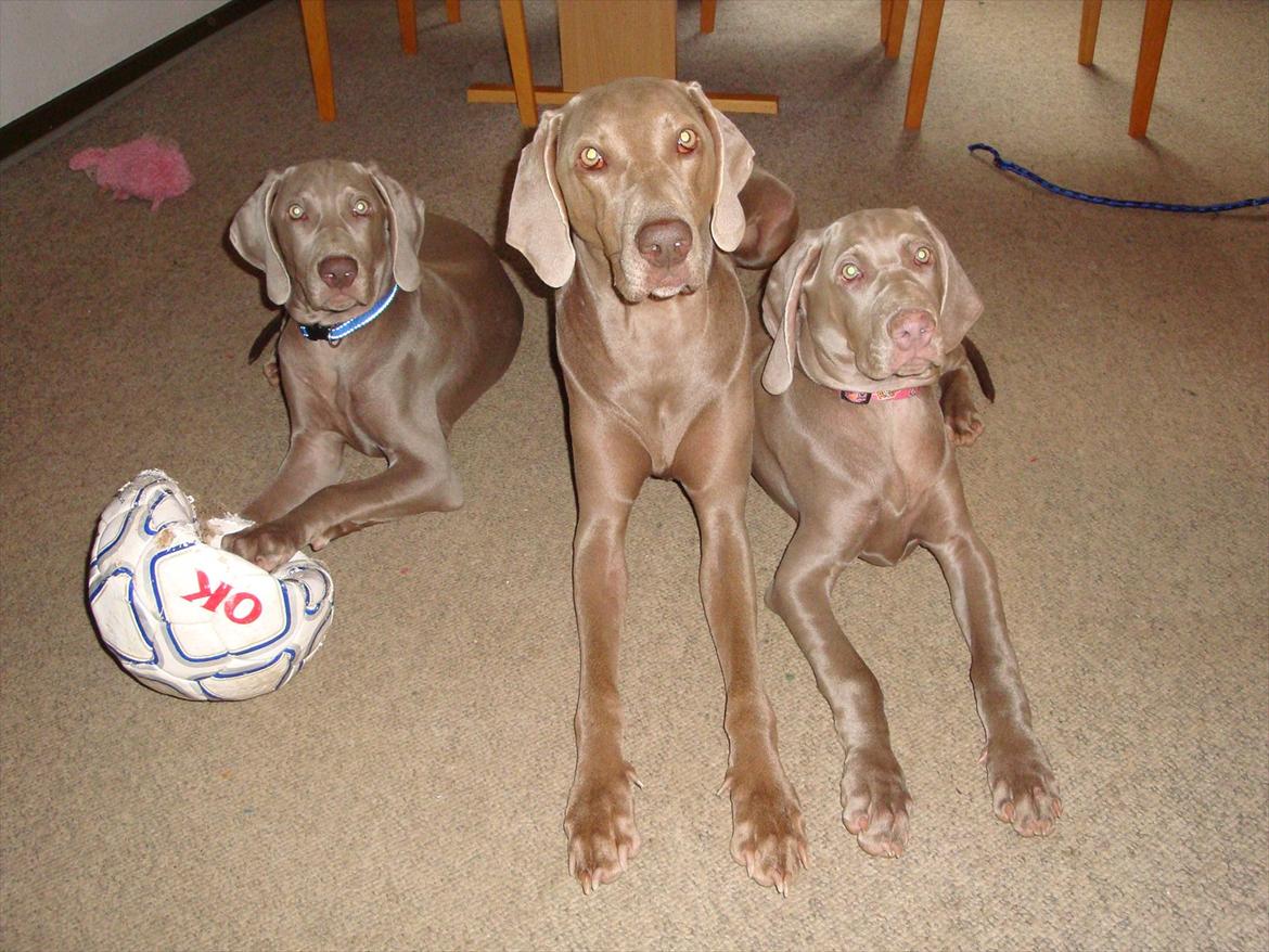 Blanding af racer Freja (R. I. P. )?? - Pylle, mor og mig.
5½ md. billede 4