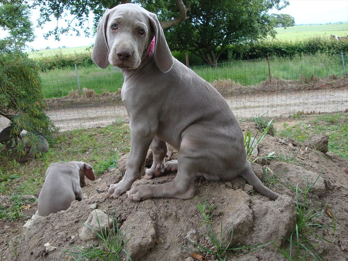 Blanding af racer Freja (R. I. P. )?? - Sidder på højen i haven. billede 17