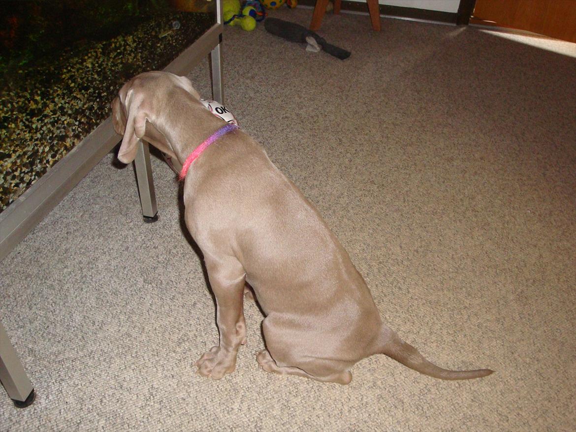 Blanding af racer Freja (R. I. P. )?? - Fisk. Hvad er det ??? billede 18