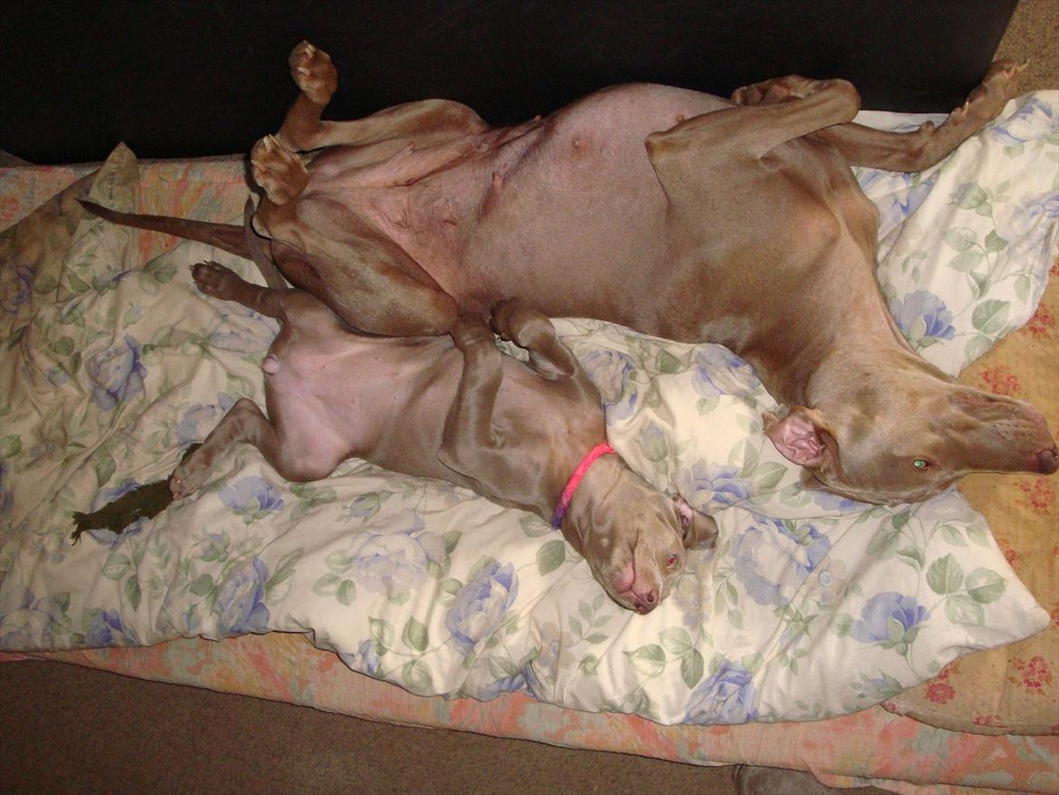 Blanding af racer Freja (R. I. P. )?? - Æblet falder ikke langt fra stammen.
Millie og Freja. billede 19