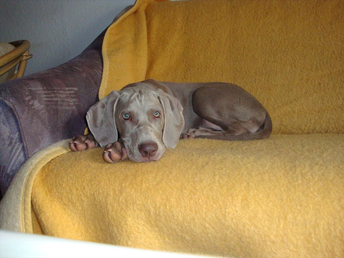 Blanding af racer Freja (R. I. P. )?? - Sofa hund :o) billede 20