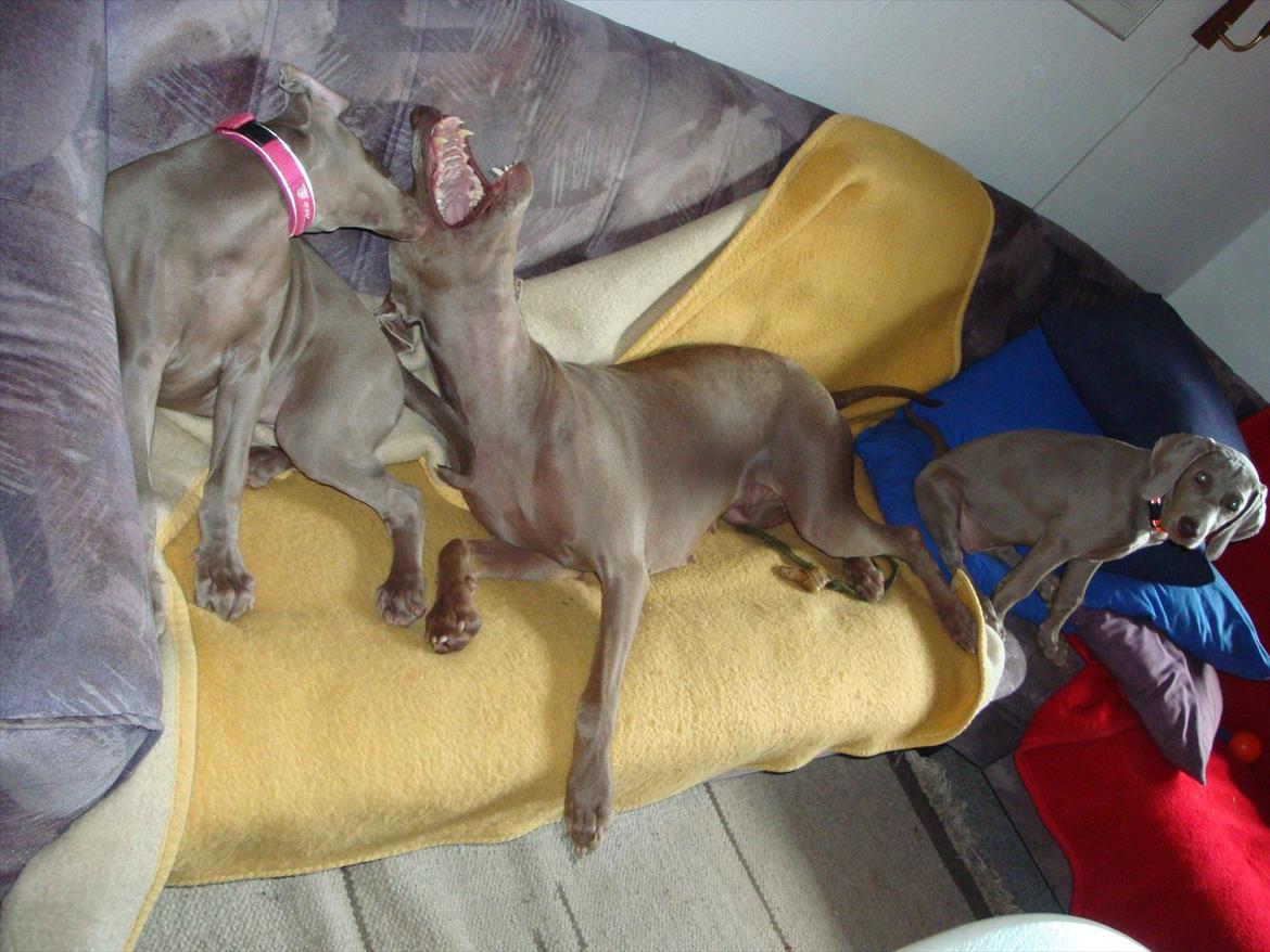 Blanding af racer Freja (R. I. P. )?? - Pylle driller mor, og jeg er artig. billede 21