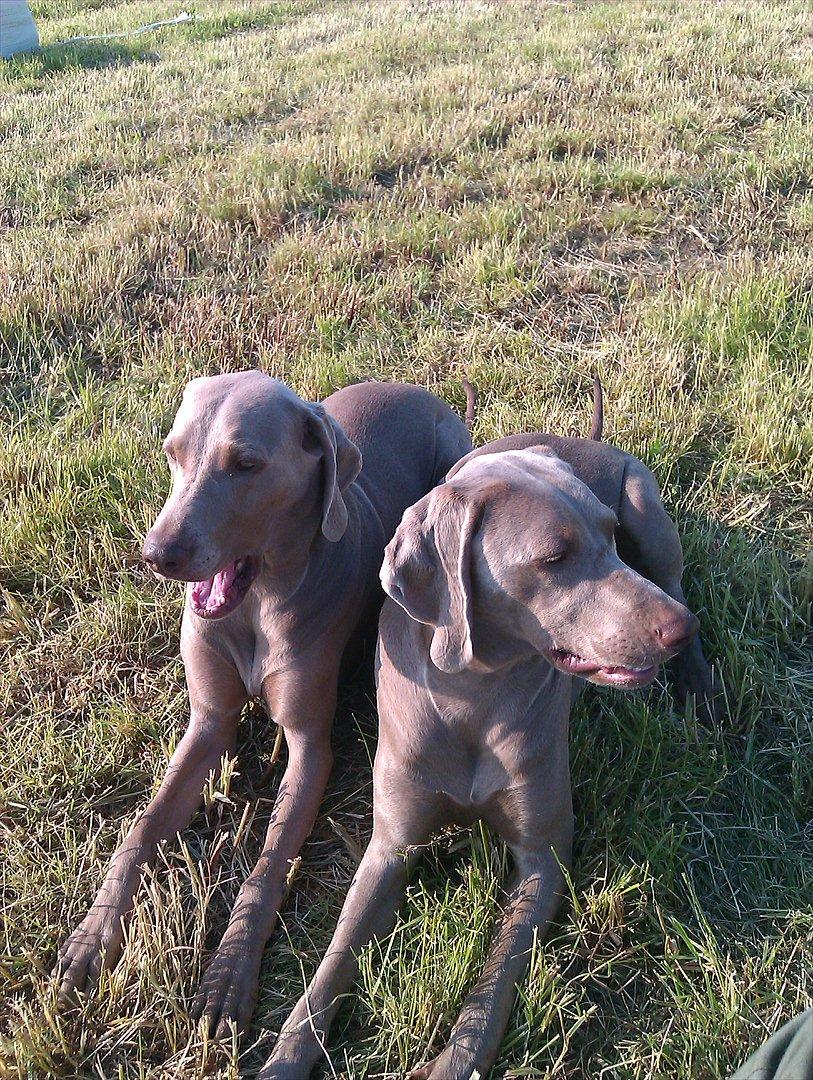 Blanding af racer Freja (R. I. P. )?? - Mor og jeg er færdige med at eftersøge marken, sommer 2011.
Det er mig til højre.
15 md. billede 3