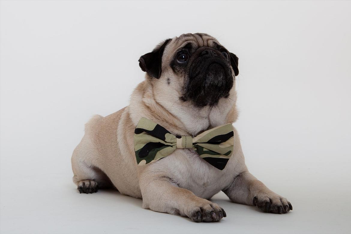 Mops Samson billede 20