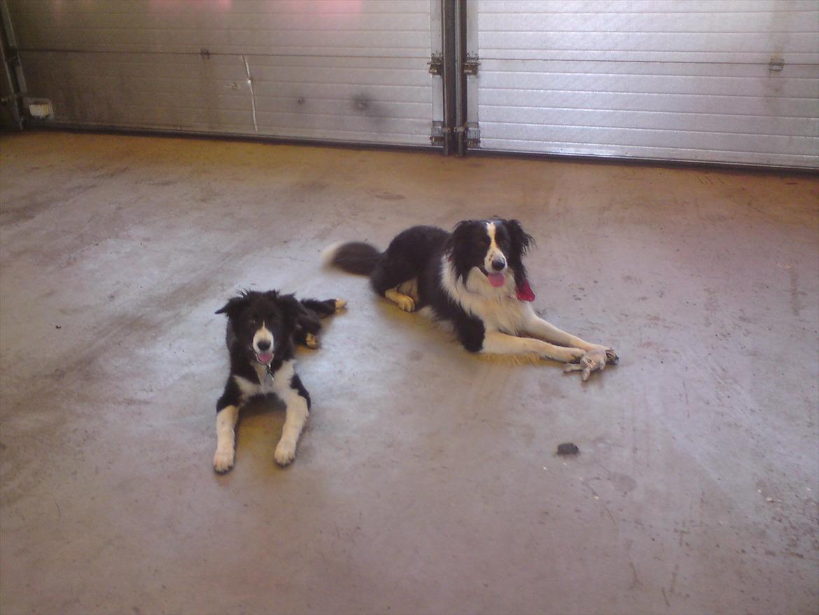 Border collie Uno - Her leger jeg værkstedshund med "onkel" Kenzo på 4 år :) billede 5