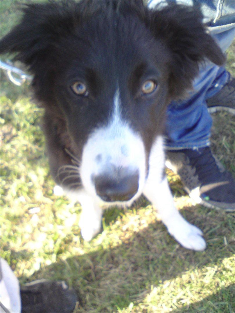 Border collie Uno - KUK! billede 6