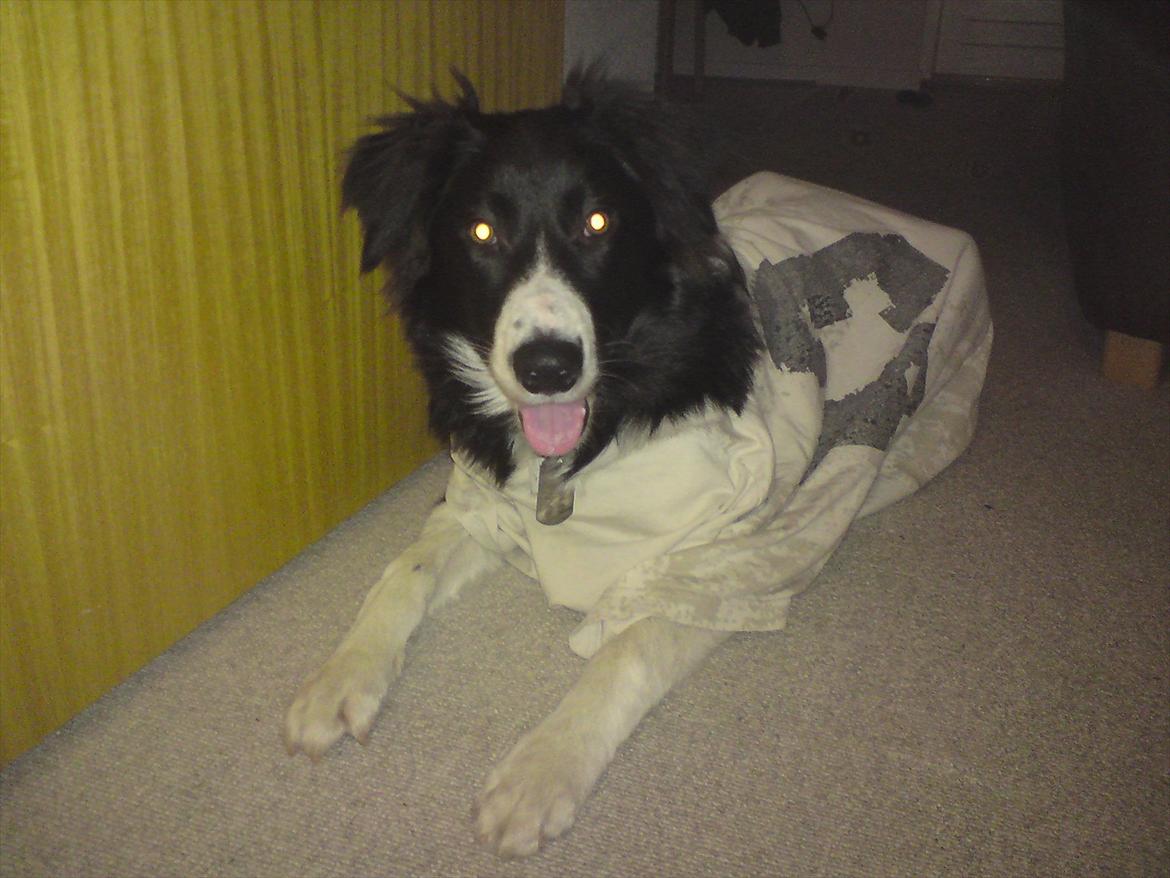 Border collie Uno - Min mor fik ondt i maven af grin, og jeg tænkte bare KORS! :D billede 7