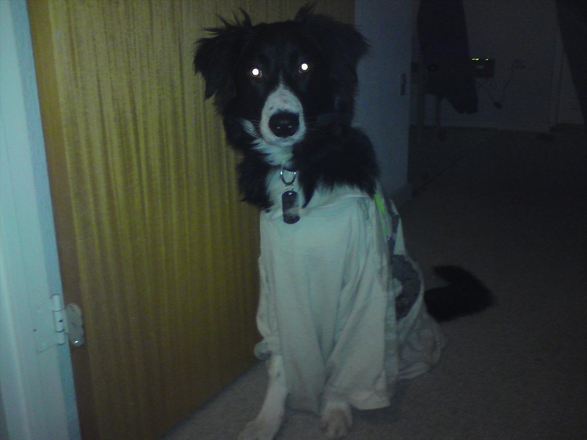 Border collie Uno - Hehe.... :) billede 8