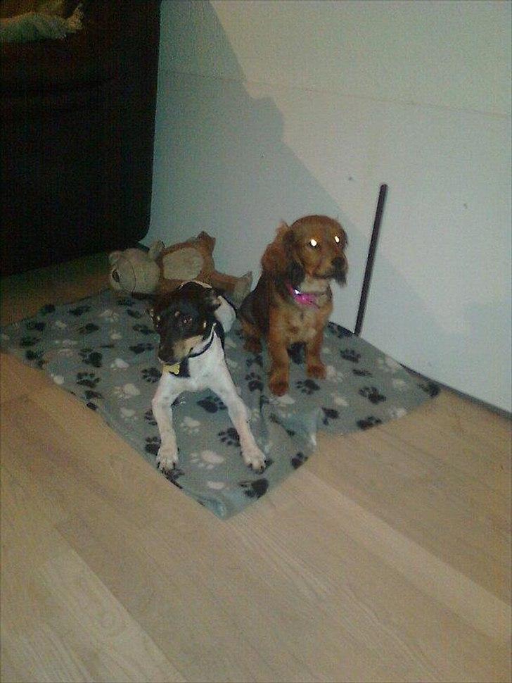 Dansk svensk gaardhund Molly billede 9