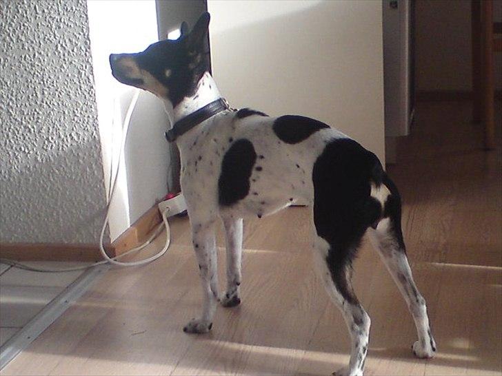 Dansk svensk gaardhund Molly billede 10