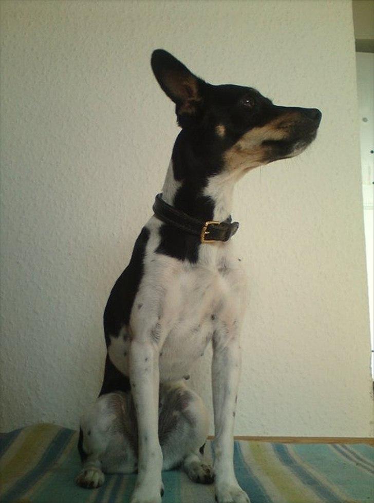 Dansk svensk gaardhund Molly billede 2