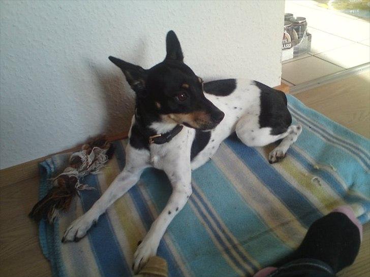 Dansk svensk gaardhund Molly billede 11