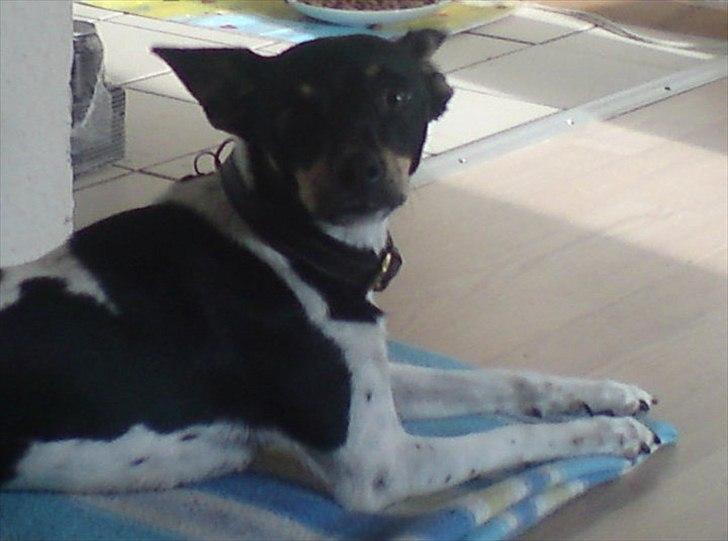 Dansk svensk gaardhund Molly billede 12