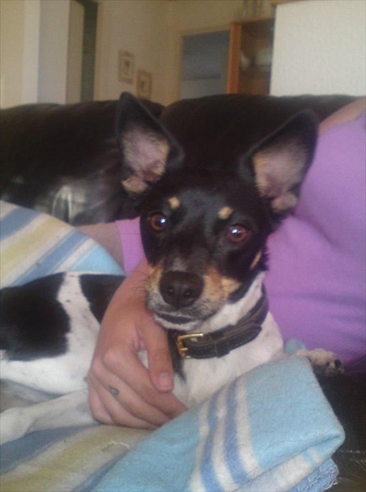 Dansk svensk gaardhund Molly billede 13