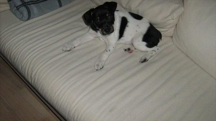 Dansk svensk gaardhund Molly billede 14