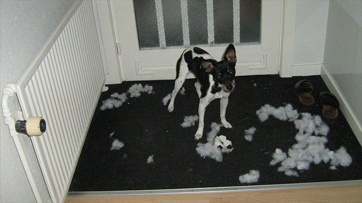 Dansk svensk gaardhund Molly billede 1