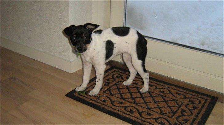 Dansk svensk gaardhund Molly billede 15