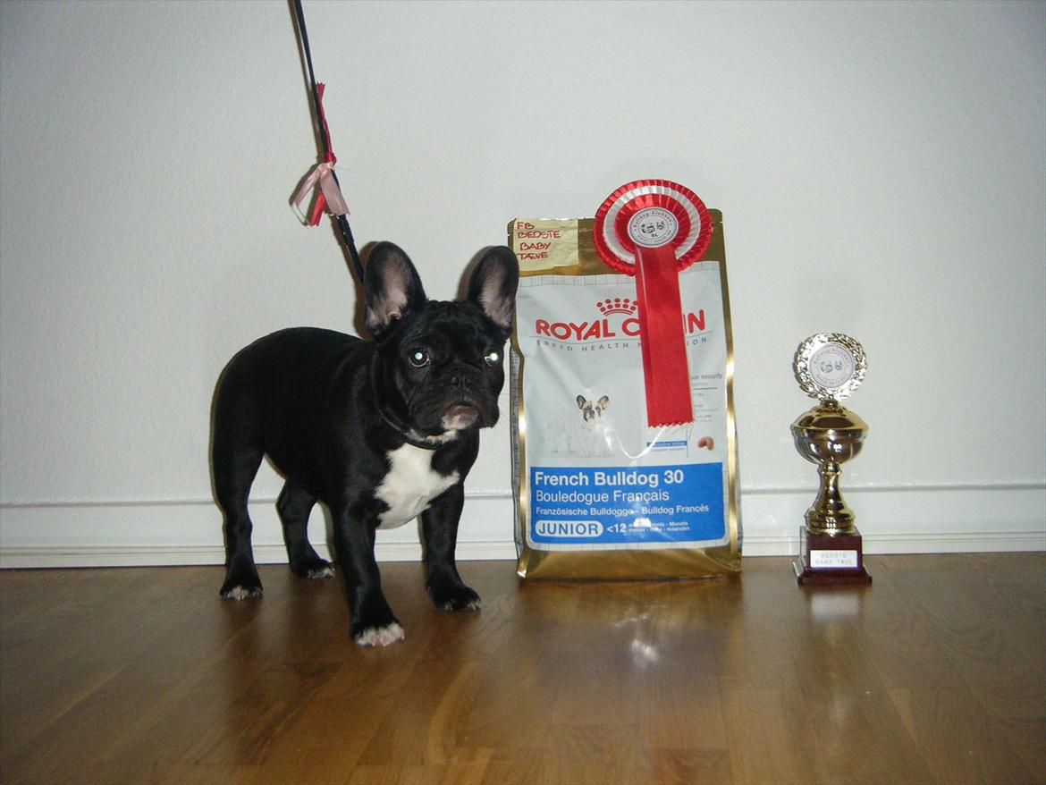 Fransk bulldog Liva billede 3