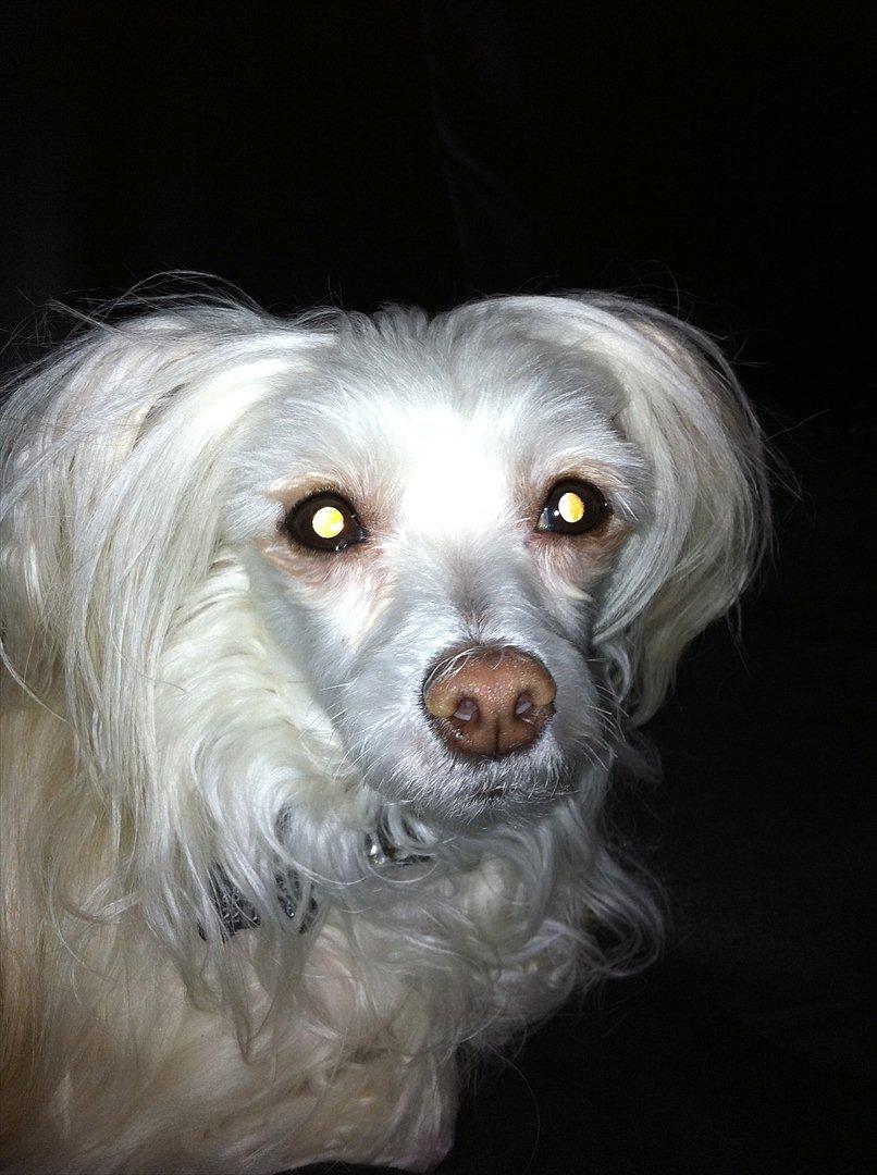 Chinese crested powder puff Genji billede 3
