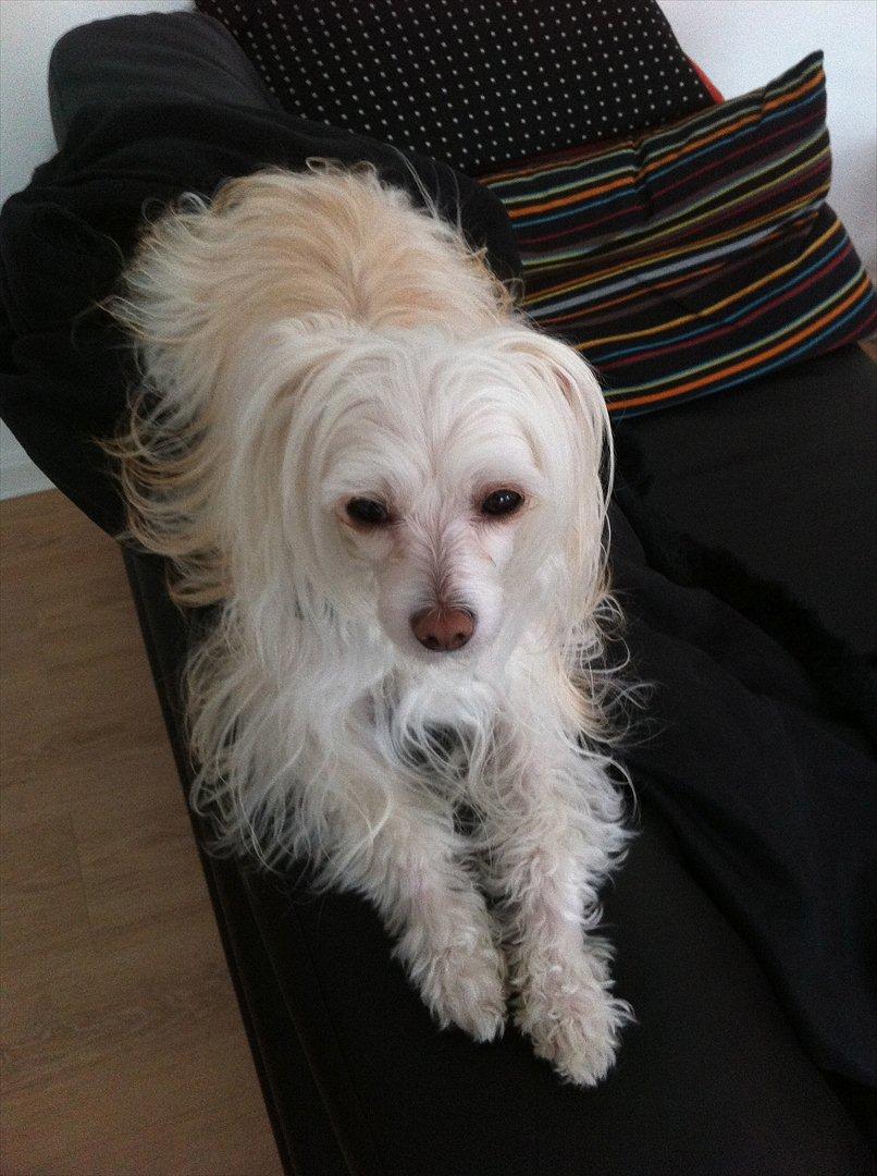 Chinese crested powder puff Genji billede 4