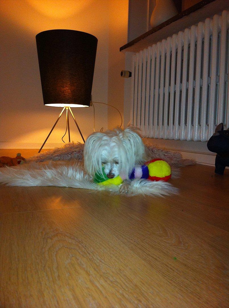 Chinese crested powder puff Genji billede 5