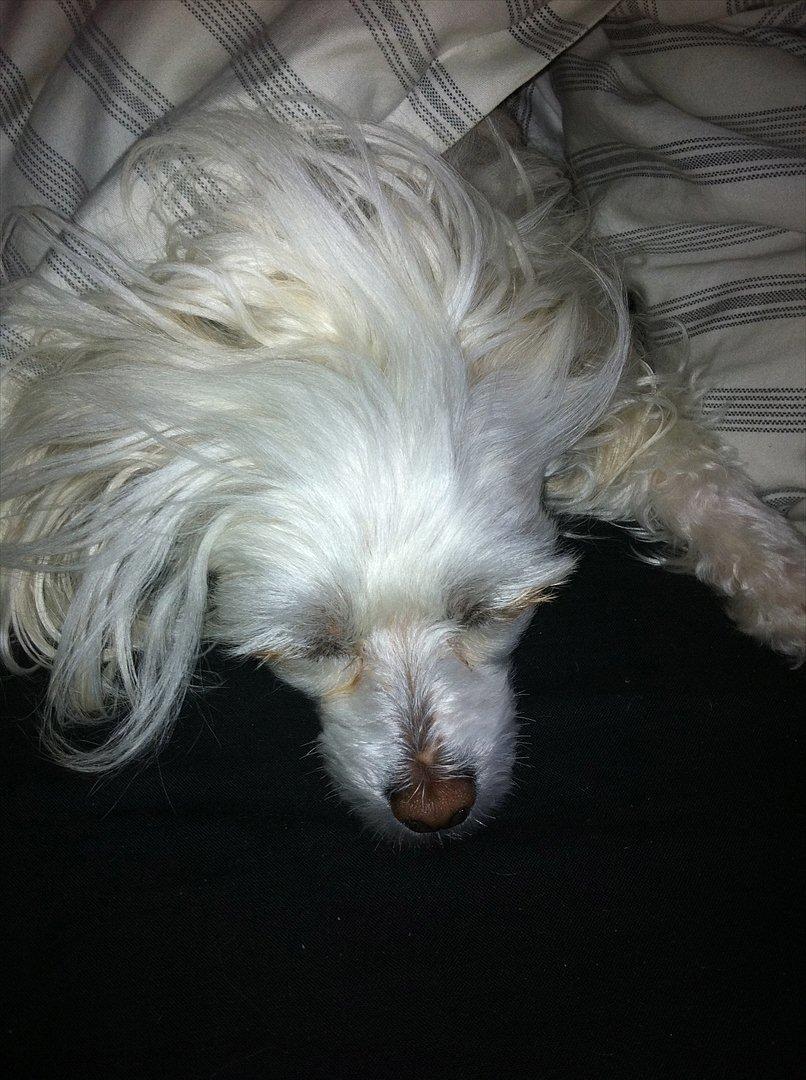 Chinese crested powder puff Genji billede 6